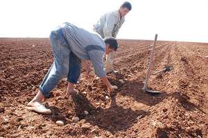 شباب الوادي يطالبون بتوزيع أراض زراعية