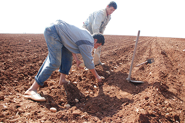شباب الوادي يطالبون بتوزيع أراض زراعية