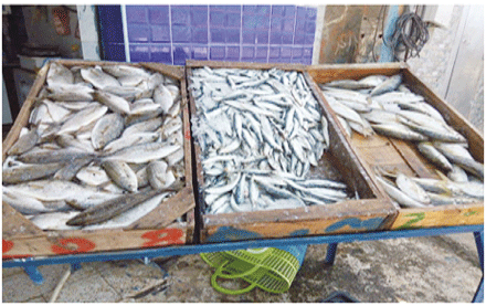 تضاعف المنتوج يكسر أسعار السردين بجيجل