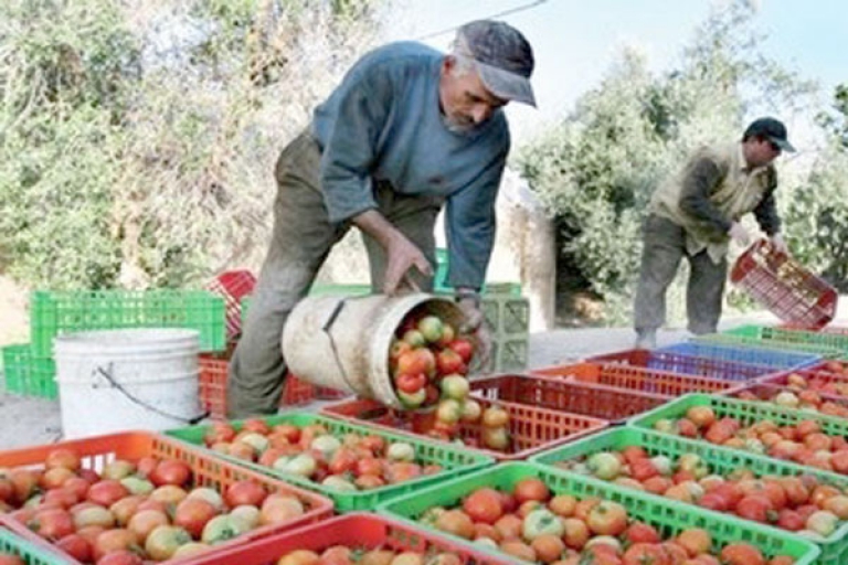 الولاية تتجه نحو نوعية المنتجات الفلاحية