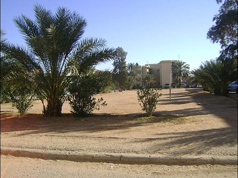 28 هكتارا و400 مستثمر لإخراج ورقلة من صدقات شاحنات المؤونة