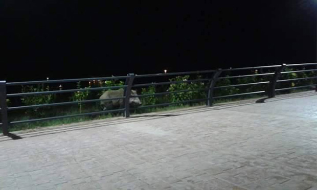 الحديقة المتوسطية بوهران