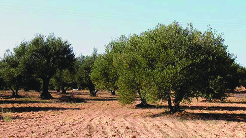 La filière oléicole en Algérie manque d'attention