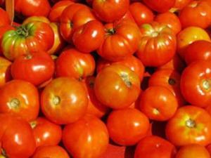 Société Adrar : célèbre la fête de la tomate