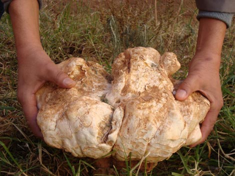 أمراء سعوديون يتهافتون على شراء 