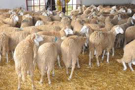 معظم الأضاحي الفاسدة من خارج تلمسان