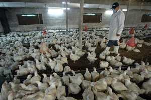 فضلات الدواجن تغزو الوادي والسكان متخوفون