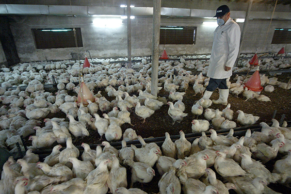 فضلات الدواجن تغزو الوادي والسكان متخوفون