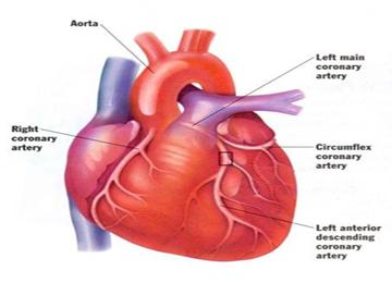 ارتفاع كمية الكولسترول السبب الرئيسي في أمراض القلب