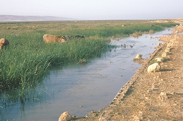 Un groupe d'experts étrangers au chevet de la zone humide
