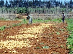 Le mildiou menace la pomme de terre à Aïn Defla