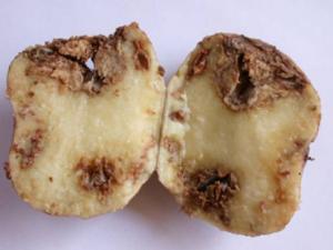 Cap sur la prévention contre le mildiou de la pomme de terre