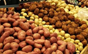 ندرة البطاطا والتهاب أسعارها سيبقى متواصلا
