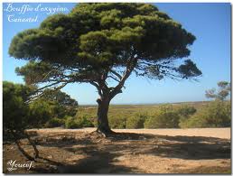 Oran - Forêt de Canastel: 100 tonnes de détritus enlevés
