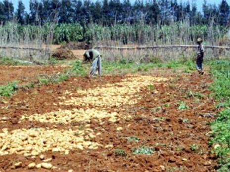 Le mildiou menace la pomme de terre à Aïn Defla