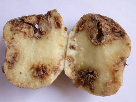 Cap sur la prévention contre le mildiou de la pomme de terre