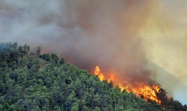 سيدي بلعباس الأكثر تعرّضا لحرائق الغابات