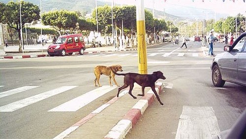 Les praticiens du CHU Nedir-Mohamed tirent la sonnette d'alarme