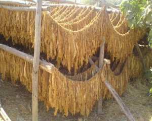 حجز 10 قناطير من أوراق التبغ في الوادي