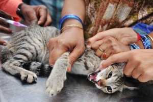 إصابة 6 أطفال بعد هجوم من قط مسعور في مهدية بتيارت