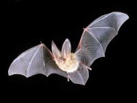 Les chauves-souris sont en voie de disparition en Algérie