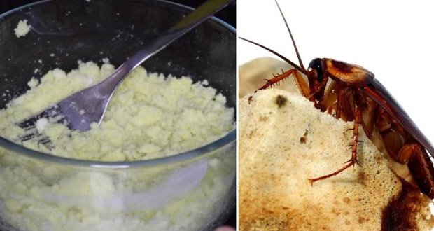 Comment se débarrasser des cafards pour toujours ? Une astuce vérifiée, efficace à 100%
