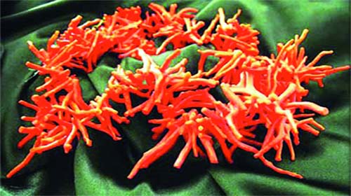 Un important réseau démantelé à Annaba