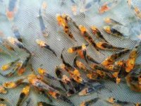 Ensemencement de 5.000 alevins de carpe chinoise