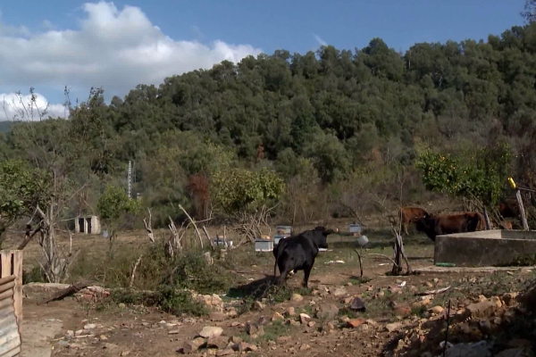 شباب قرية سلمى بن زيادة بجيجل يعودون للاستثمار في ديارهم المهجورة