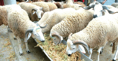 «C'est la faute au surdosage de compléments alimentaires»