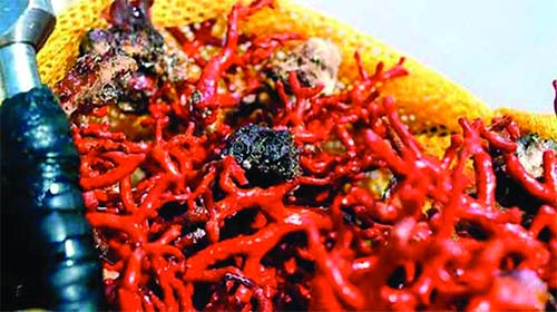 Les trafiquants procèdent dans la discrétion à l'est du pays