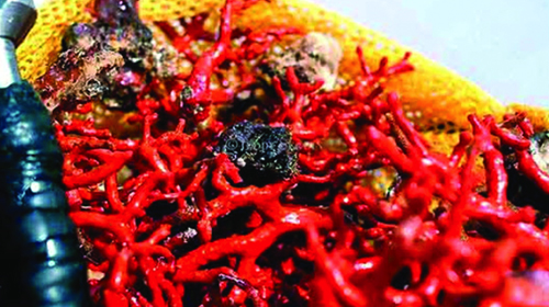 Les trafiquants procèdent dans la discrétion à l'est du pays