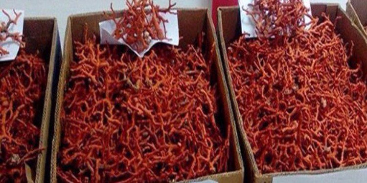 حجز 16 كلغ من المرجان وتفكيك شبكة لتهريبه بعنابة