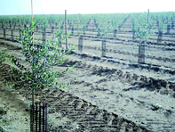 Plantation de 400 hectares d'oliviers