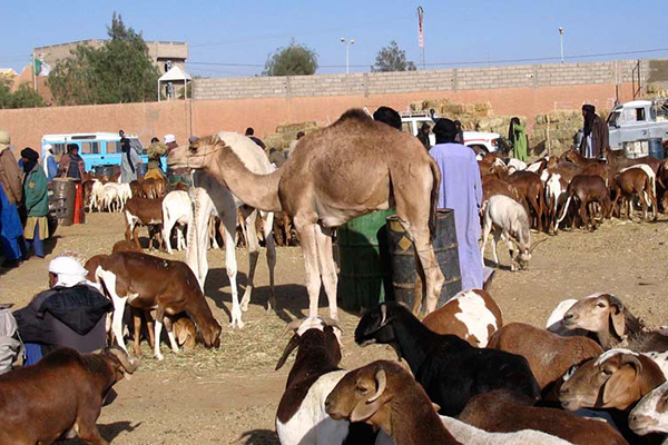 مخاوف من انتقال حمى الوادي المتصدع إلى الماشية بتمنراست