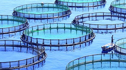 Formation de 72 stagiaires dans l'aquaculture