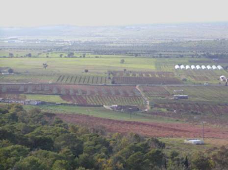 les services agricoles prévoient une bonne production à Relizane