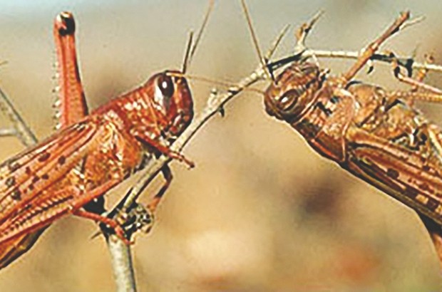 Dix pays de la région occidentale se réunissent à Alger