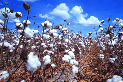 La culture du coton en Algérie peut-elle être envisagée '