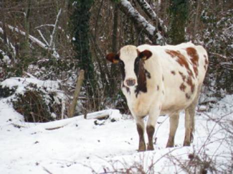 Agriculture à Béjaïa : des éleveurs dans la tourmente