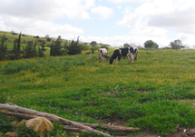 Une éleveuse de vaches laitières dans la tourmente à Mascara