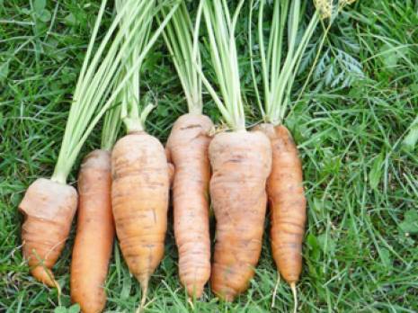 Campagne de la récolte de la carotte à Aïn Témouchent : plus de 600 emplois créés