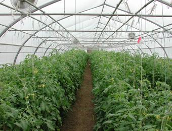 الزراعة البلاستيكية في مستغانم في طريقها إلى الزوال والبديل ليس غدا