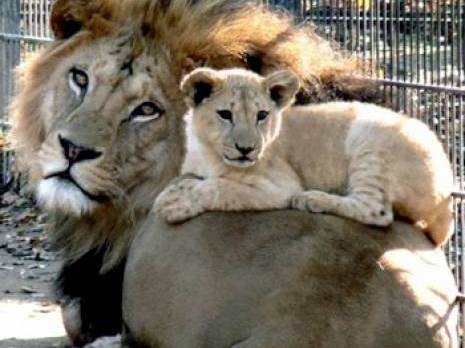 Naissance de lionceaux de l'Atlas au Jardin zoologique de Rabat