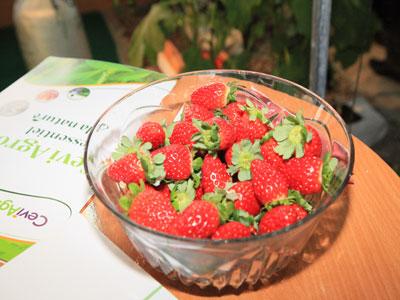 La promotion de la fraise produite à Jijel passe par l'information pour sa commercialisation