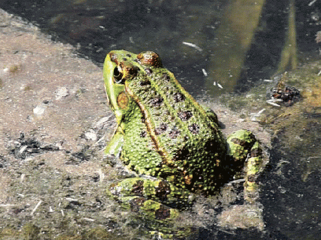 La traversée mortelle des grenouilles