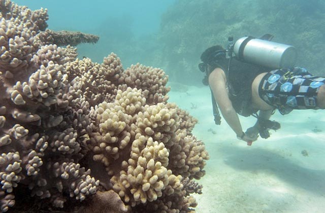 Suspendue depuis 2001, la pêche au corail va reprendre en 2017 en Algérie