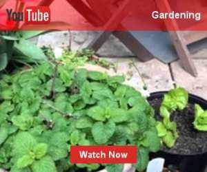 Une très jolie manière de donner une nouvelle chance à la diversité de notre monde végétal !