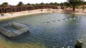 L'élevage des crevettes en zones sahariennes, thème d'un prochain symposium