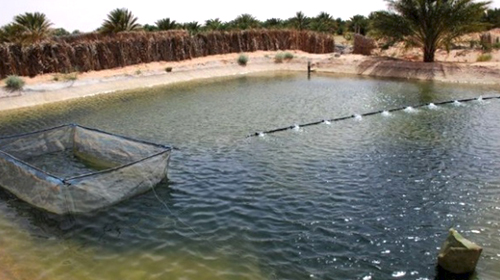 L'élevage des crevettes en zones sahariennes, thème d'un prochain symposium
